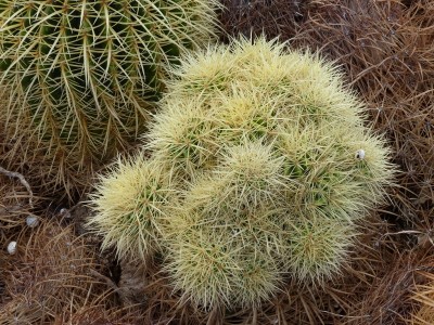 Echninocactus grusonii Neuaustrieb (800x600).jpg