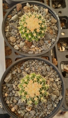 Echincactus  grusonii v intermedius (462x800).jpg