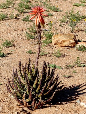 Aloe melacantha.jpg