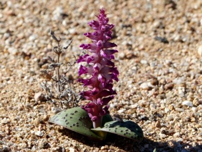 Lachenalia carnosa.jpg