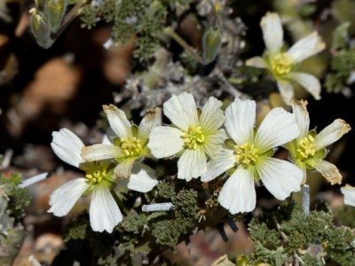 Monsonia (Sarcocaulon) herrii.jpg