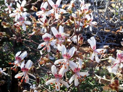 Pelargonium crithmifolium.jpg