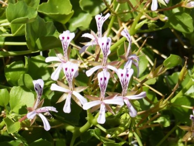 Pelargonium spinosum.jpg