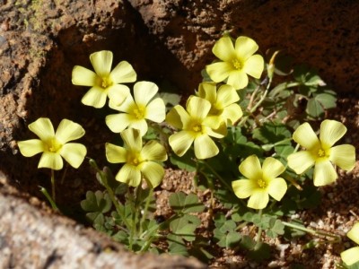 Oxalis obtusa.jpg