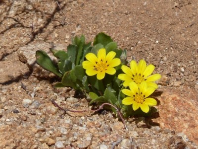 Gazania liechtensteinii.jpg