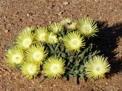 Cephalophyllum namaquensis.jpg