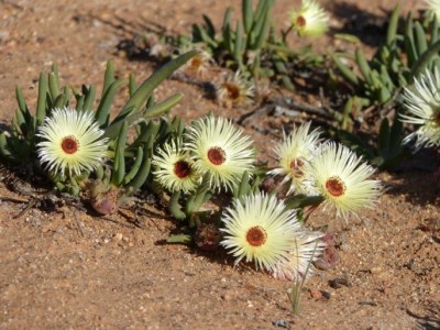 Cephalophyllum pillansii.jpg