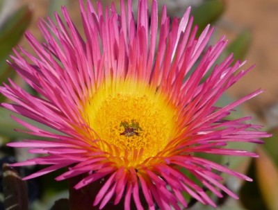 Carpobrotus quadrifidus.jpg