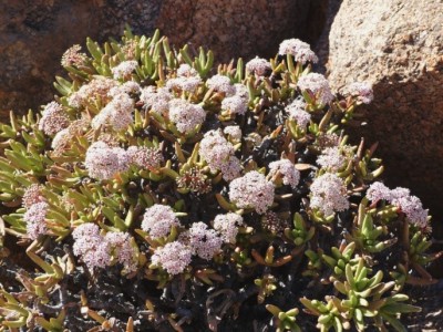 Crassula macowaniana.jpg