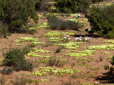 Grielum humifusum.jpg