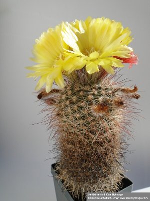 Parodia spec. 2010 Juli27 004_klein.jpg