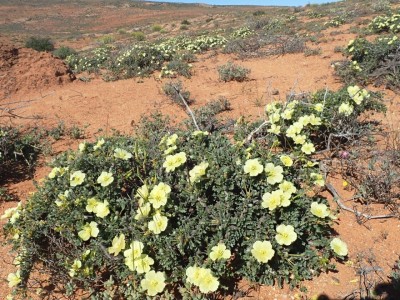 Mansonia ciliata.jpg