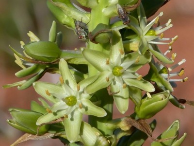 Ornithogalum xanthochlorum.jpg