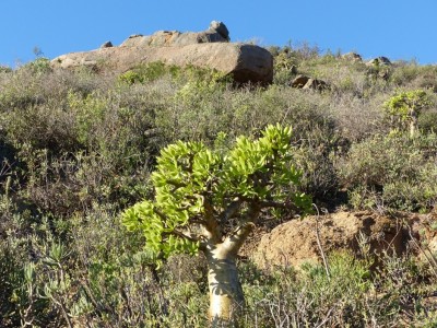 Tylecodon paniculatum Butterbaum.jpg