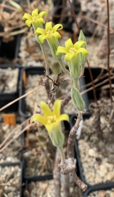 Tylecodon viridiflorus 7259.jpg (97.53 KiB) 18064 mal betrachtet Tylecodon viridiflorus