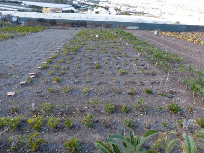 Pachypodium windsorii, Feld (2).jpg