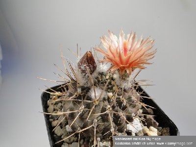 Eriosyce heinrichiana v. setosiflora (Py. setosiflorus) 2010 Juli1 017_klein.jpg