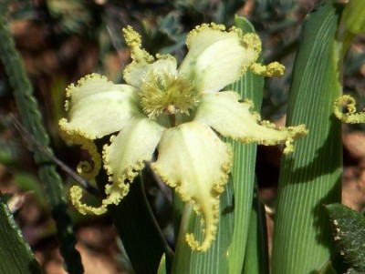 Ferraria macrochlamys.jpg