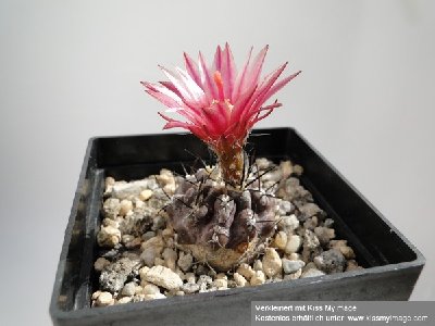 Eriosyce spec. Cuesta Buenos Aires (Py.spec. CBA) 2010 Juli1 012_klein.jpg