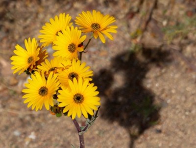 Osteospermum hyoseroides.jpg