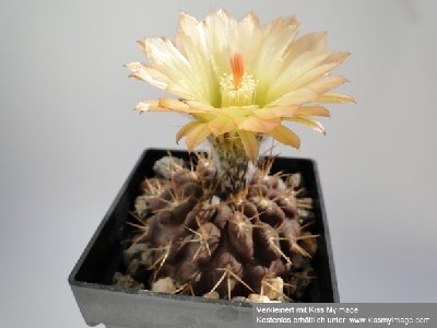 Eriosyce heinrichiana  (Nc. deherdtiana) 2010 Juli1 006_klein.jpg