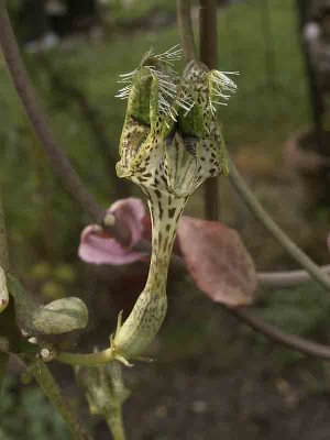 ceropegia smithii-3209.jpg