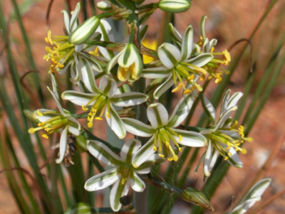 Albuca consanguinea.png