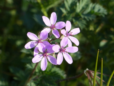 Erodium cicutarium.png