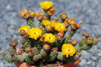 Tephrocactus weberi 01.jpg