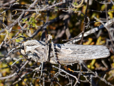 Lamarckiana cucullata.png