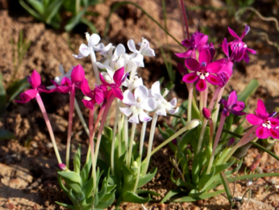 Lapeirousia silenoides mit Albino.png