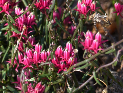 Microloma sagittatum.png