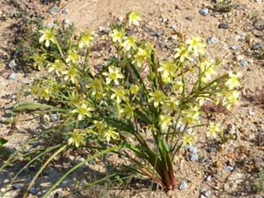 Moraea miniata.png