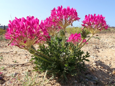 Pelargonium incrassatum.png