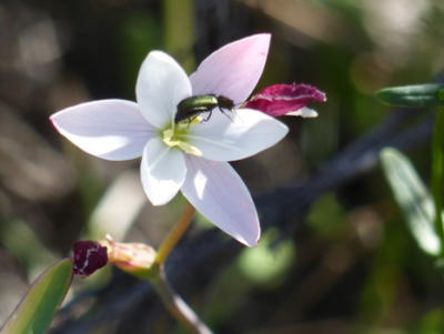 Hesperantha cucullata.png