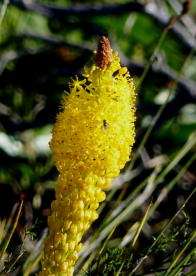 Bulbinella latifolia klein.png