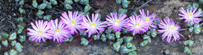 Lampranthus maximiliani klein.png