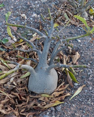 Pachypodium decaryi 1 (644x800).jpg