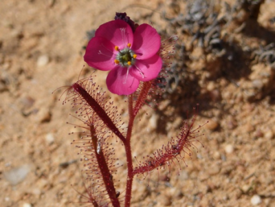 Drosera cistifolia.png