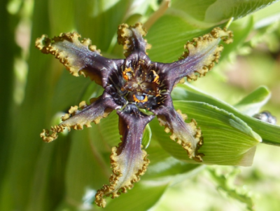 Ferraria uncinata.png