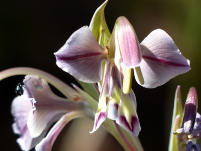 Gladiolus orchidiflorus.png