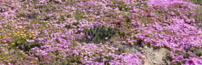 Drosanthemum hispidum klein.png