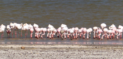 Flamingos klein.png