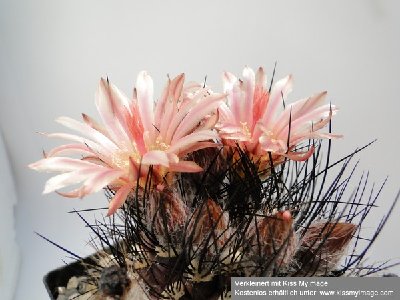 Eriosyce crispa (Np. crispa) 2010 Juli2 050_klein.jpg