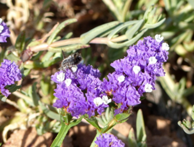 Limonium peregrinum klein.png