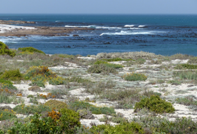 Strandveld klein.png