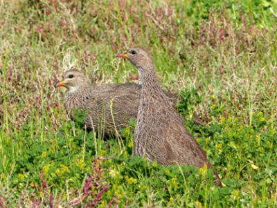 Francolin.png