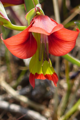 Gladiolus speciosus.png