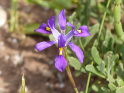 Moraea fugax.png