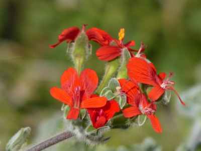 Pelargonium fulgidum.png